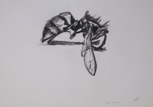 Dead bee sketch 01