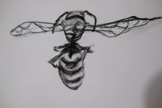 Dead bee sketch