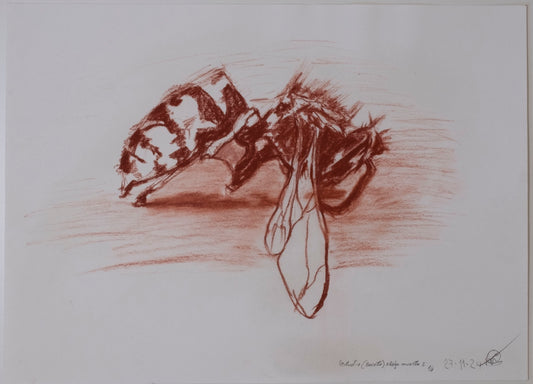 Dead bee sketch sanguina